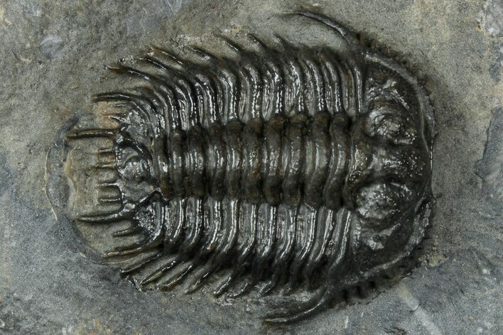 Rare Gondwanaspis Trilobite - Issoumour, Morocco #317770